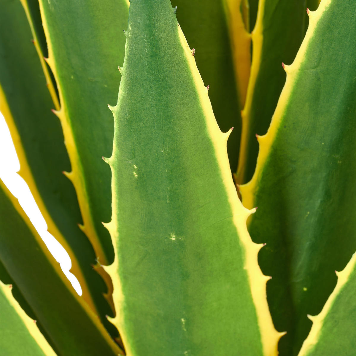 KUNSTPFLANZE Agave 85 cm  - Creme/Grün, Basics, Kunststoff (85cm)