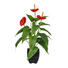 KUNSTBLUME Anthurie - Rot/Grün, Kunststoff (40cm) KUNSTBLUME Anthurie - Rot/Grün, Kunststoff (40cm)