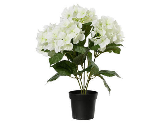 HORTENZIE 46 cm - Basics (46cm)