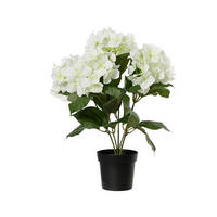 HORTENZIE  - Basics (28,00/28,00/46,00cm)