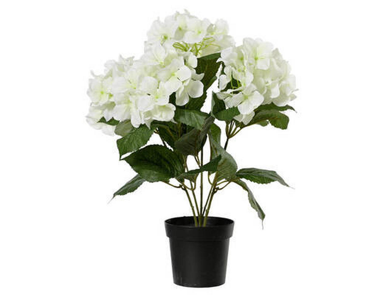 HORTENZIE  - Basics (28,00/28,00/46,00cm)