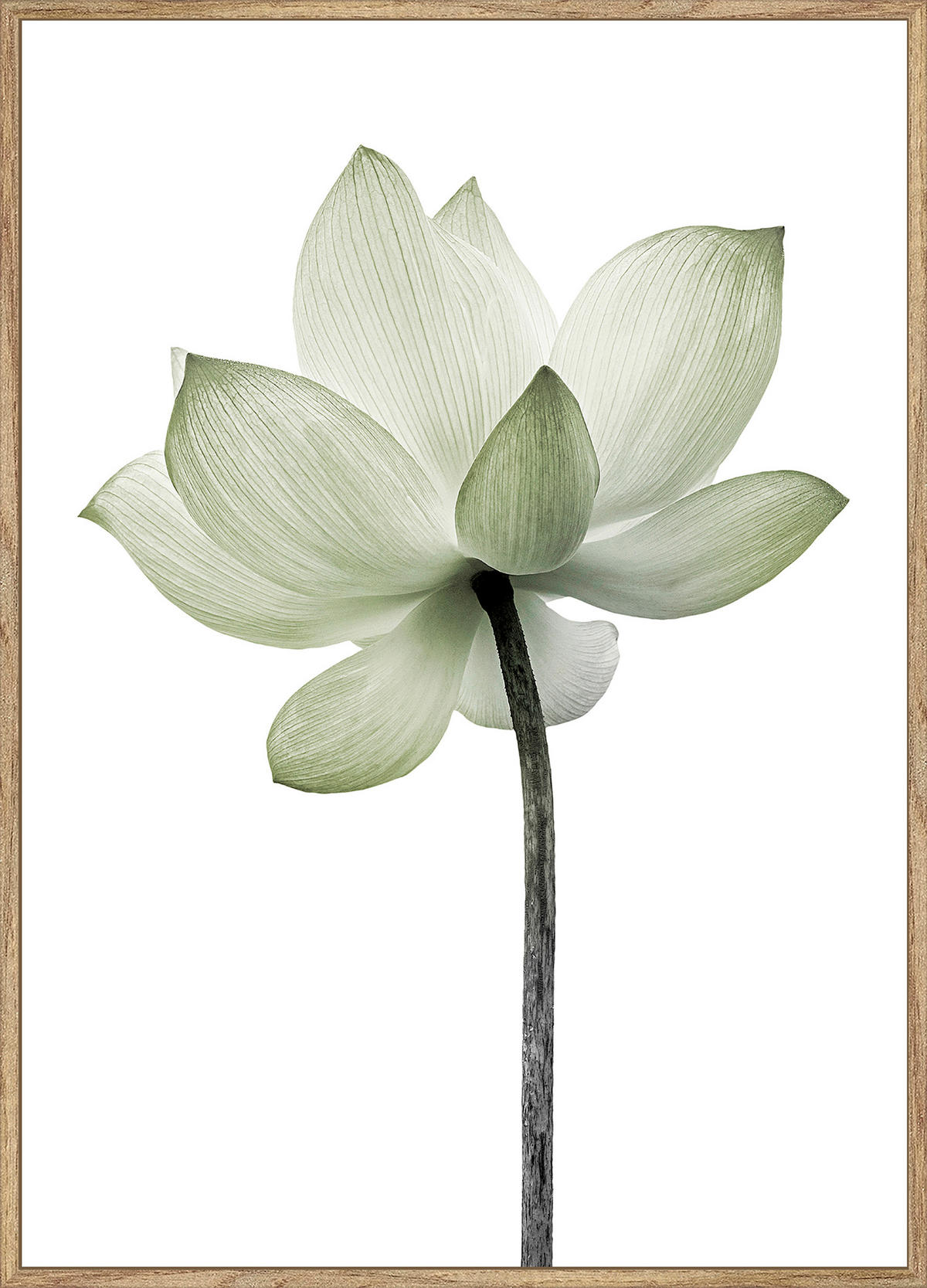 UMELECKÁ TLAČ, kvety, 51,2/71,2 cm  - viacfarebná/farba duba, Basics, kompozitné drevo (51,2/71,2cm) - Monee