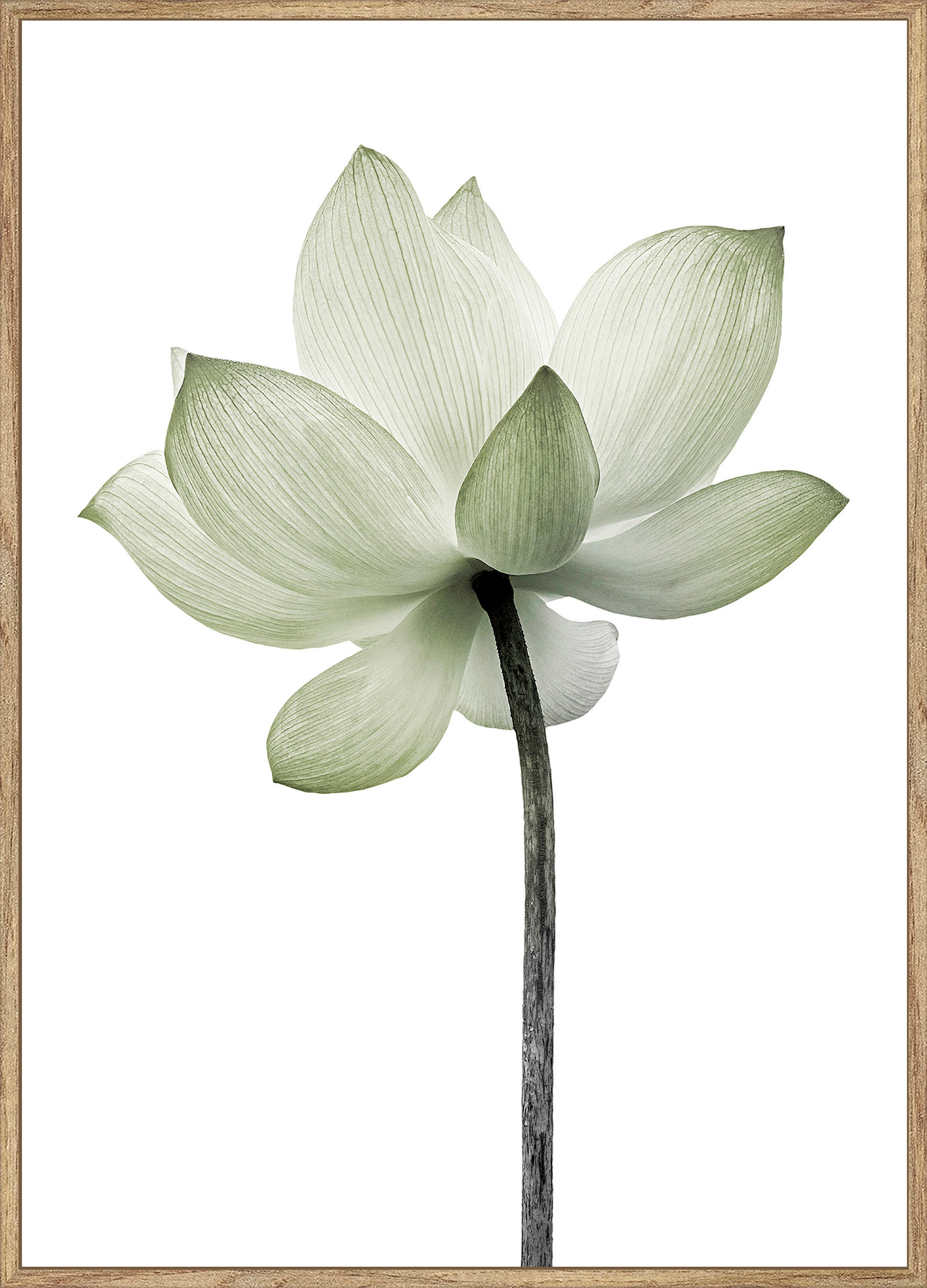 Monee UMELECKÁ TLAČ, kvety, 51,2/71,2 cm