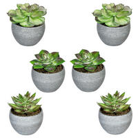KUNSTPFLANZE Sukkulente 9 cm  - Rot/Grau, Design, Kunststoff (9cm) - P & B