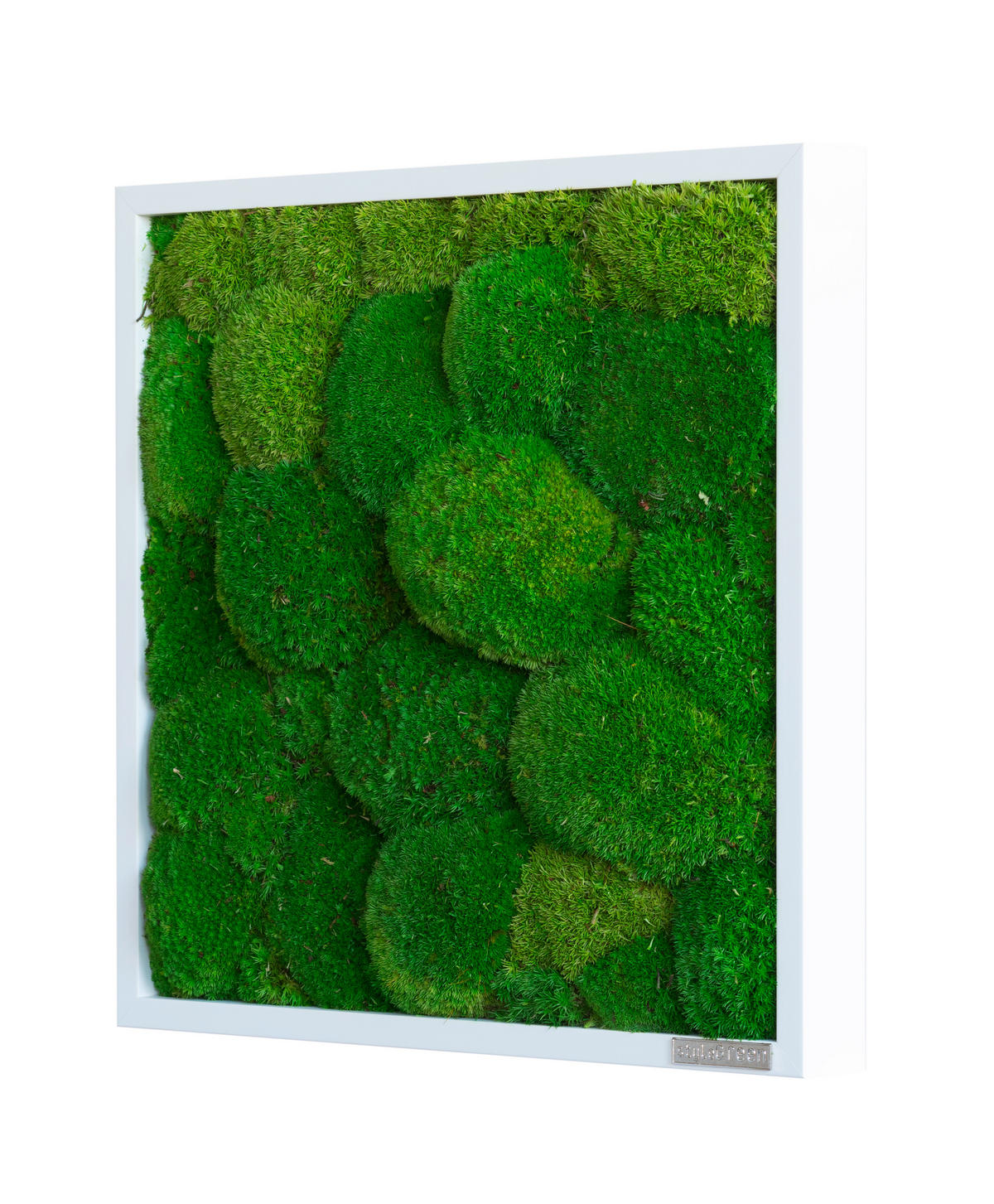 MOOSBILD Stylegreen  - Weiß/Grün, Basics, Naturmaterialien/Holz (35/35/7cm)