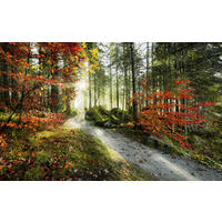 FOTOTAPETE  - Multicolor, Trend, Textil (450/280cm) - Xora