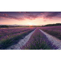 FOTOTAPETE  - Multicolor, Trend, Textil (450/280cm) - Xora