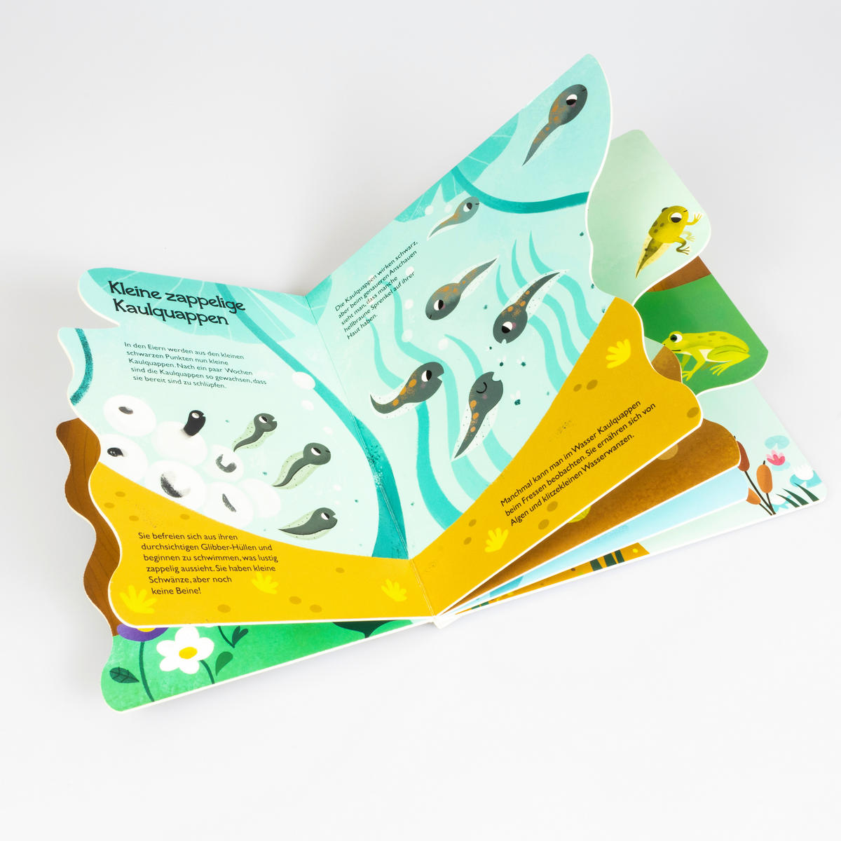 BUCH Von der kleinen Kaulquappe zum Frosch  - Multicolor, Basics, Papier (22/22/1,2cm) - Carlsen