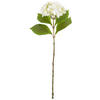 HORTENSIE  - Weiß, Basics (60cm)