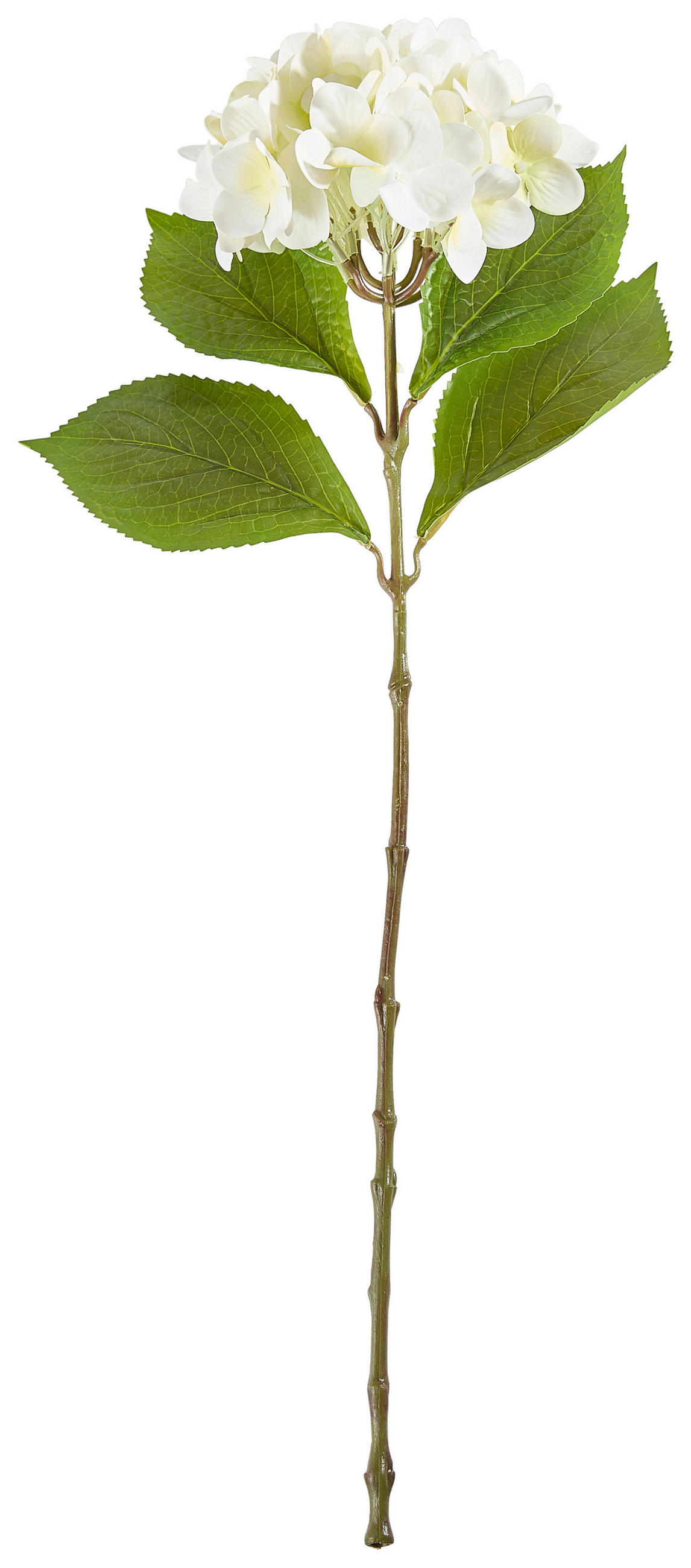 HORTENZIA - fehér, Basics (60cm)