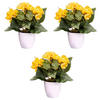 KUNSTPFLANZE 24 cm  - Gelb/Weiß, Design, Kunststoff (24cm) - P & B