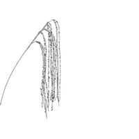 GRANA DEKORATIVNA  - Basics (7,00/3,00/65,00cm)