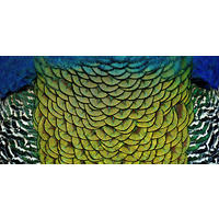 ALUMINIUMBILD 98/48 cm  - Multicolor, Design, Kunststoff/Metall (98/48cm)