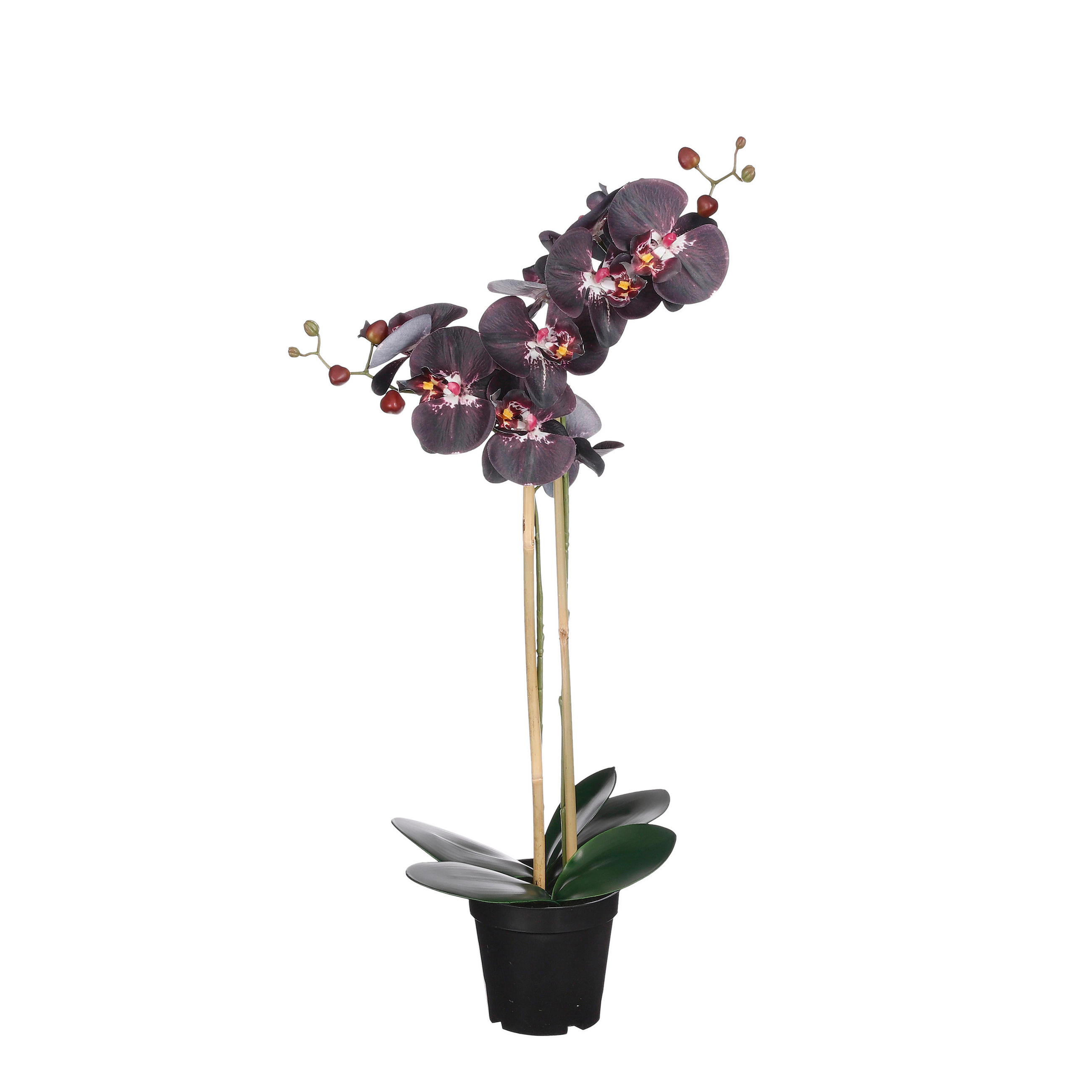 ORHIDEJA PHALAENOPSIS        38.00/70.00 cm       - črna, Basics, umetna masa (38.00/70.00cm)