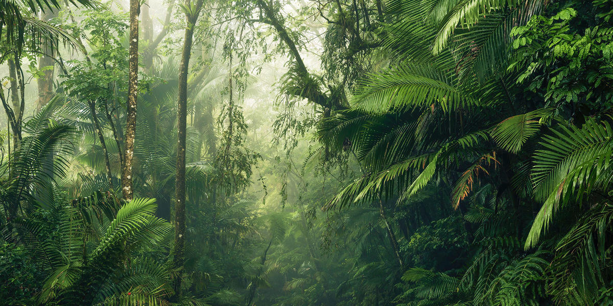 VLIESTAPETE  - Natur (500/250cm) - Komar