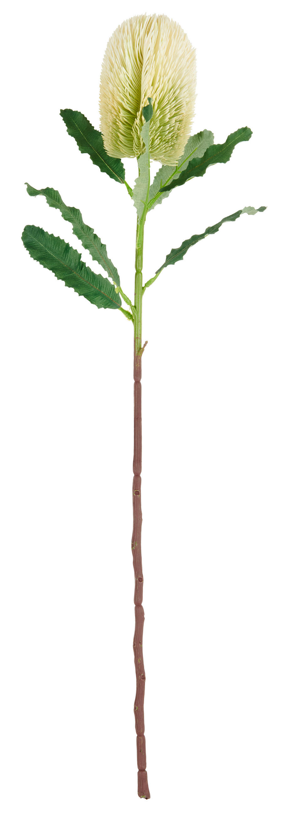 KUNSTBLUME - Weiß/Hellgrün, Basics, Kunststoff (65cm)