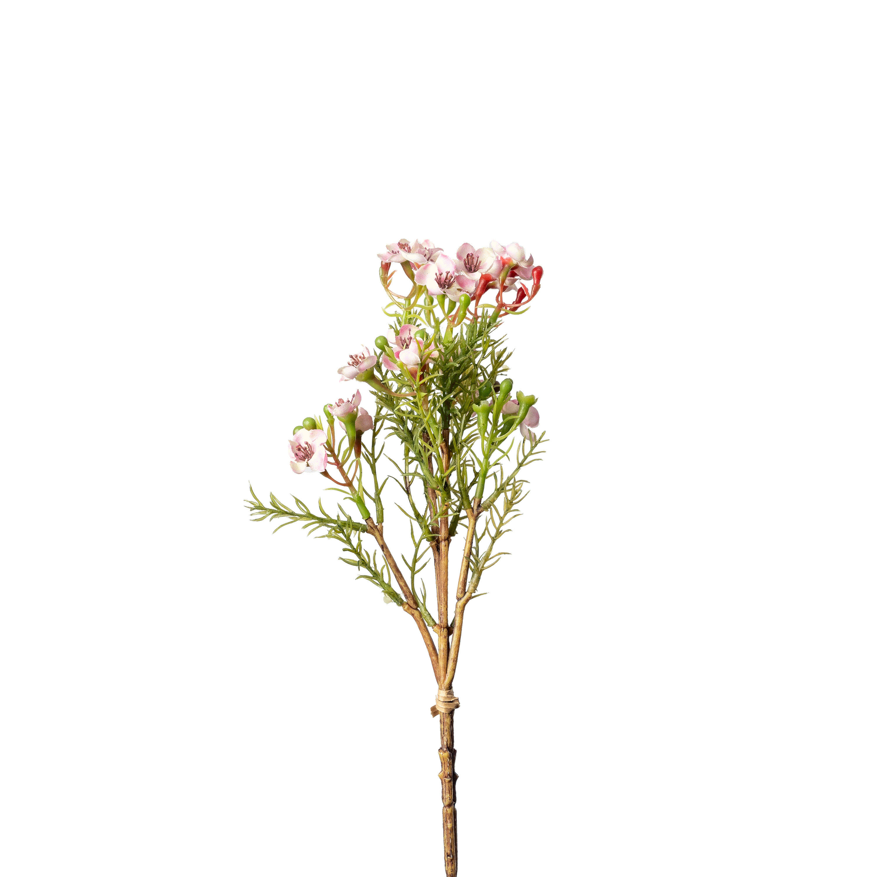 WACHSBLUMENBUND Wachsblume  - Rosa/Grün, Basics, Kunststoff (25cm)