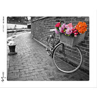 KUNSTDRUCK Städte, Fahrzeuge, Blumen 50/40 cm  - Pink/Orange, Basics, Papier (50/40cm) - Monee