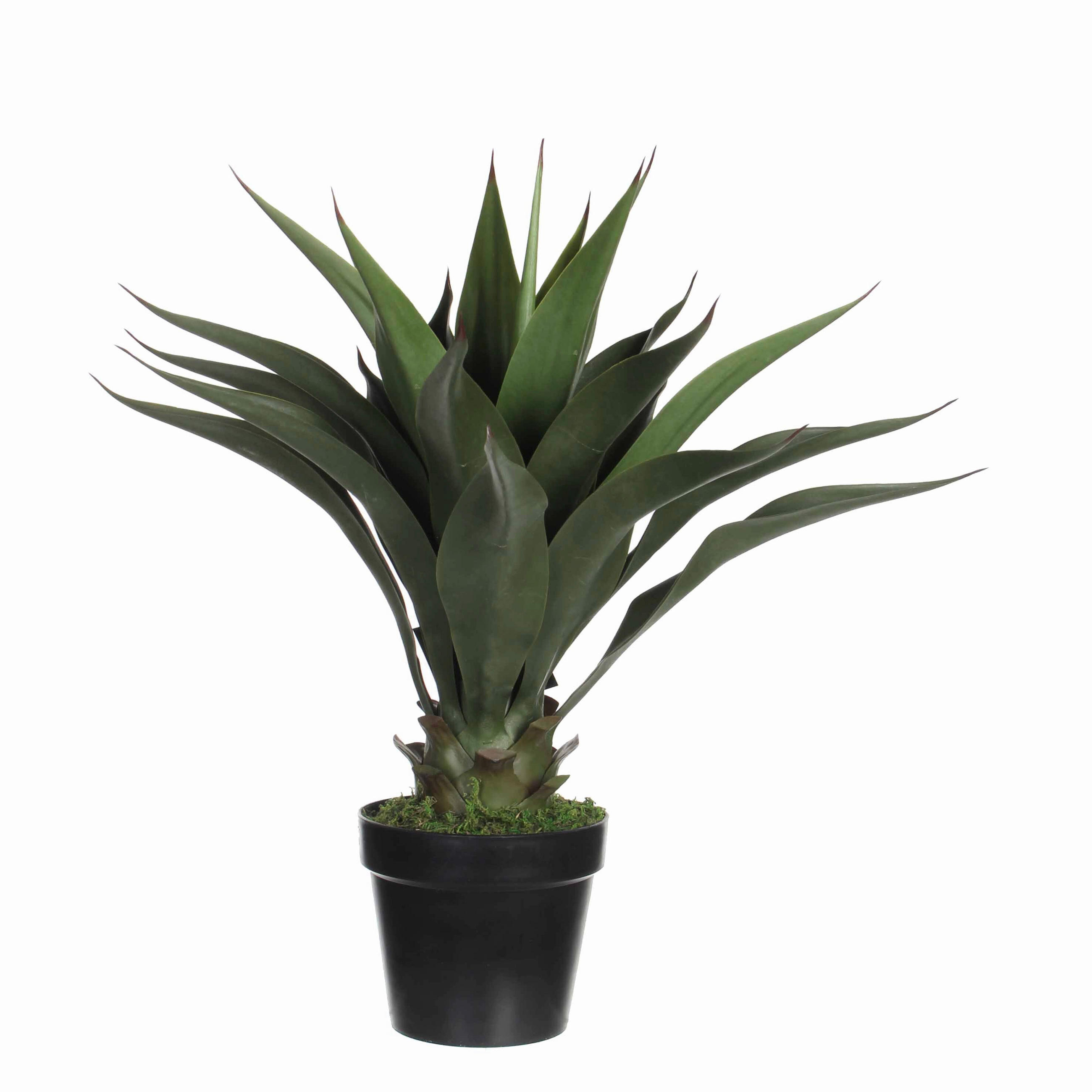 AGAVA - zelena, Basics, plastika (25/60cm)