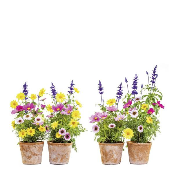 Komar Fensterbild Springtime Mehrfarbig 31x31 cm