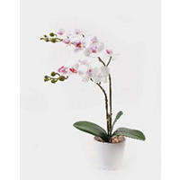 MŰNÖVÉNY - pink/fehér, Basics, műanyag