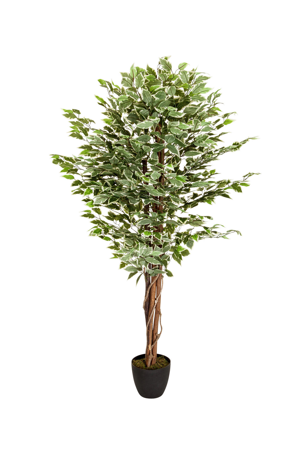 KONSTVÄXT Ficus Benjamina  - vit/grön, Basics, plast (80/165/80cm) - MID.YOU