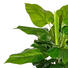 KUNSTPFLANZE Philodendron - Grün, Kunststoff (50cm) KUNSTPFLANZE Philodendron - Grün, Kunststoff (50cm)