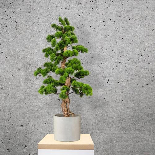 BONSAI Bonsai  - Schwarz/Braun, Basics, Kunststoff (50/110cm) - P & B