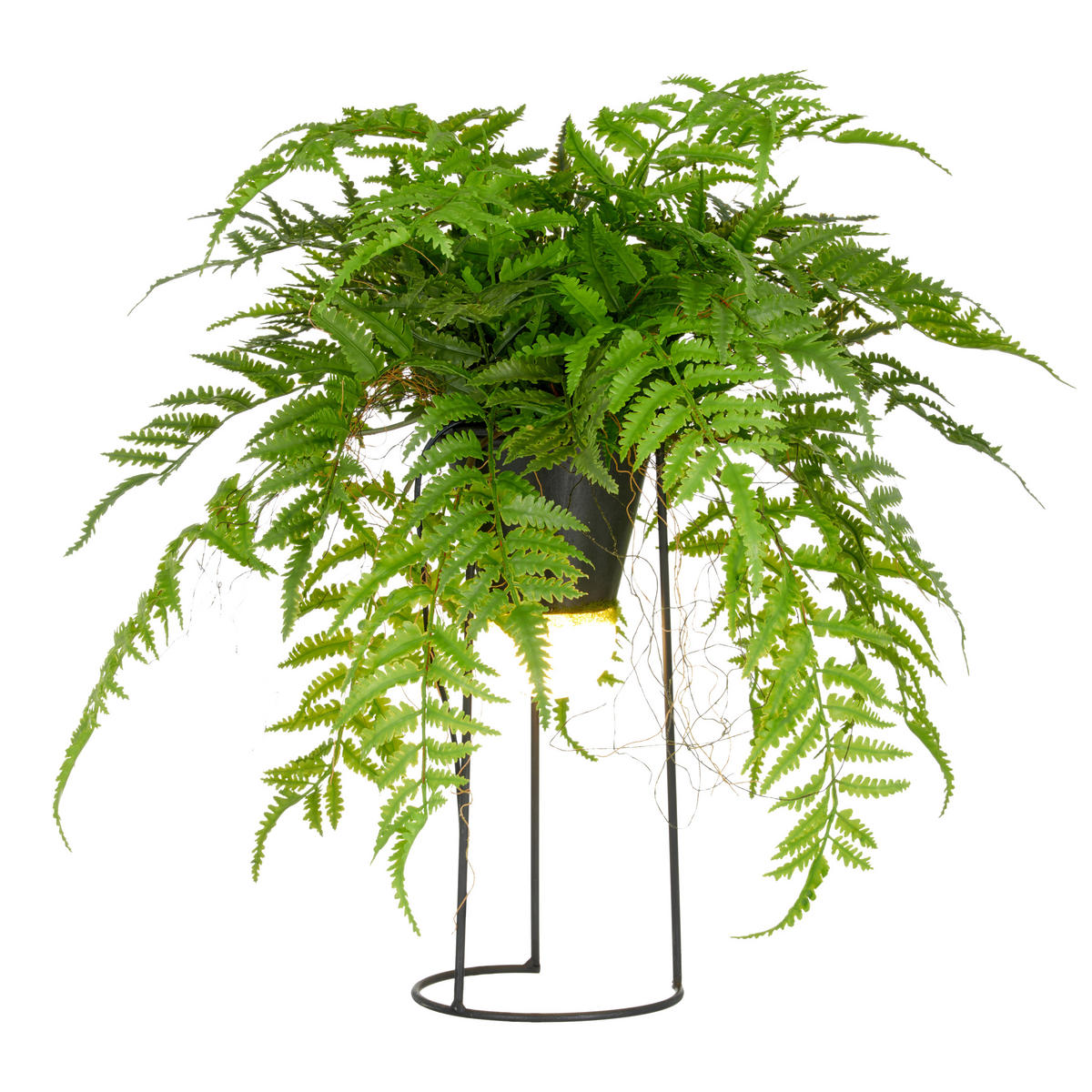 KUNSTPFLANZE Farn 60 cm  - Schwarz/Grün, Basics, Kunststoff/Metall (60cm) - P & B