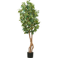 KUNSTPFLANZE Ficus Benjamina 160 cm  - Schwarz/Braun, Design, Kunststoff (160cm) - P & B