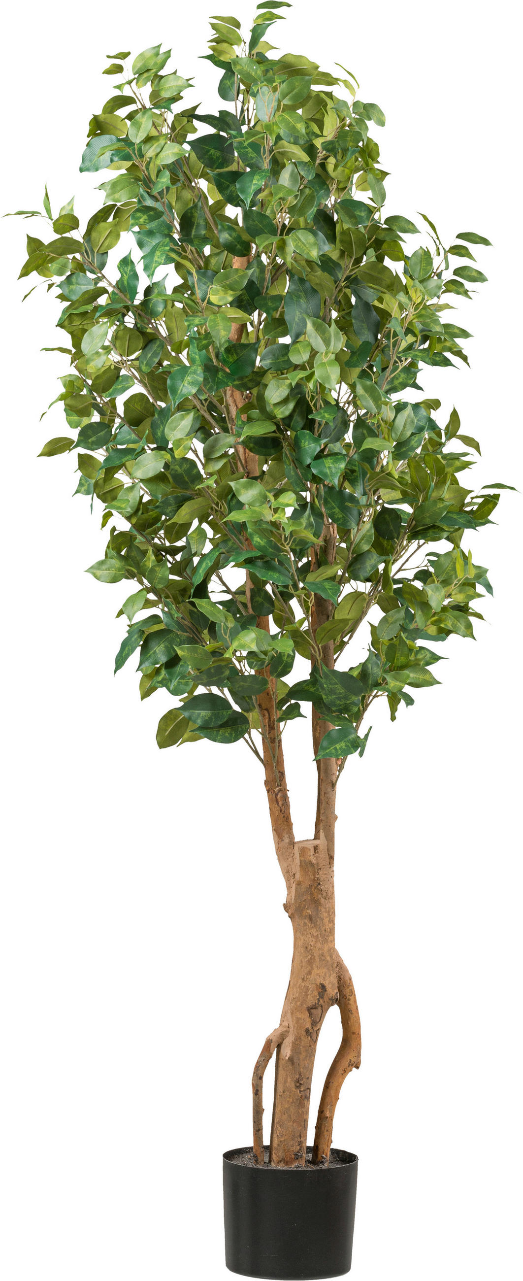 KUNSTPFLANZE Ficus Benjamina 160 cm  - Schwarz/Braun, Design, Kunststoff (160cm) - P & B