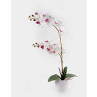 MŰNÖVÉNY - pink/fehér, Basics, műanyag