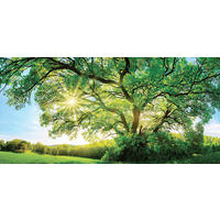 LEINWANDBILD Landschaft & Natur  - Multicolor, Natur, Holz/Papier (115/55/3cm) - Euroart