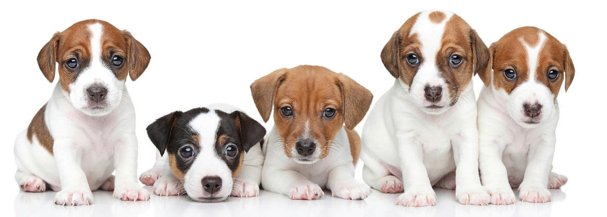 DEKOSTICKER  - Multicolor, Design, Kunststoff (25/35cm) - Euroart