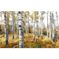 FOTOTAPETE - Multicolor, Trend, Textil (450/280cm)