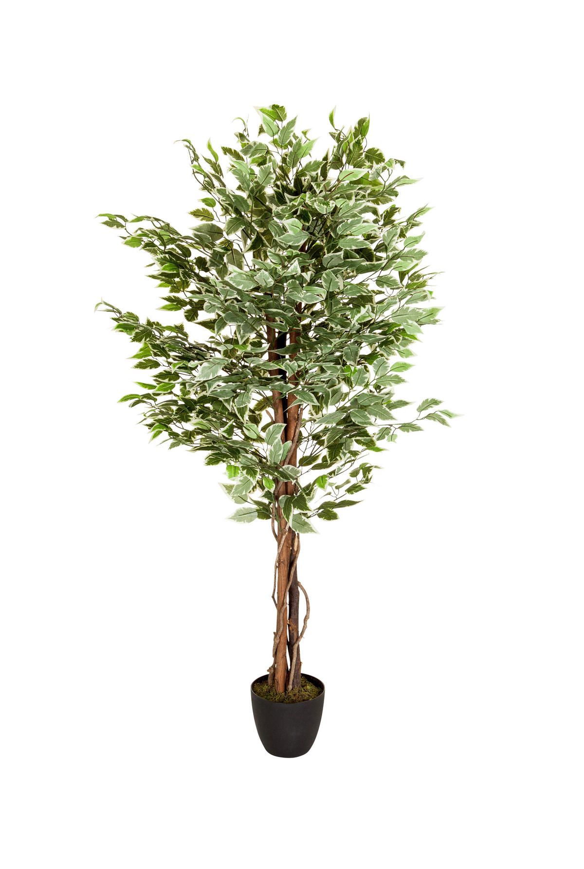 KUNSTPFLANZE Ficus Benjamina  - Schwarz/Braun, Basics, Kunststoff (80/165/80cm) - MID.YOU