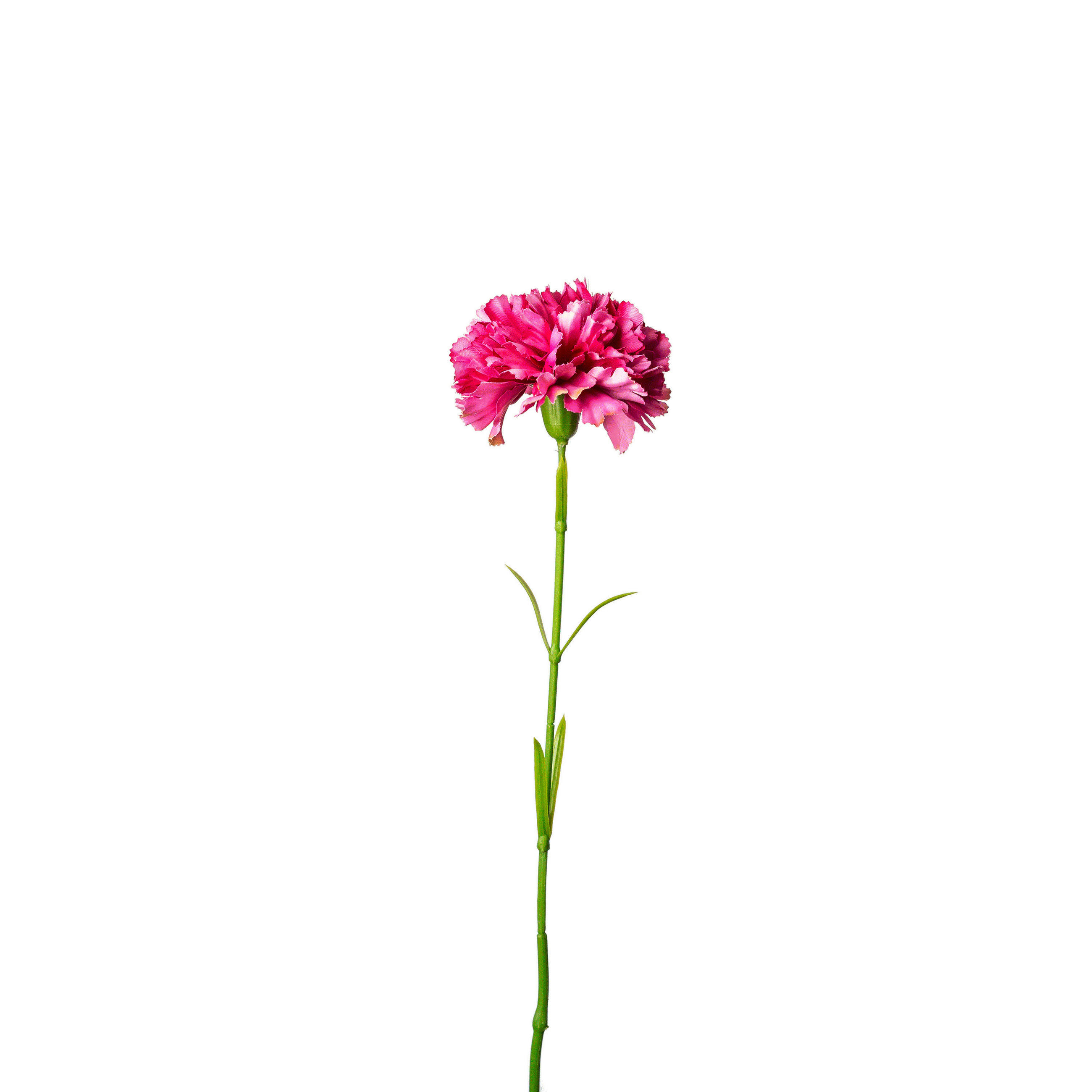NELKE  - Lila/Grün, Basics, Kunststoff (57cm)
