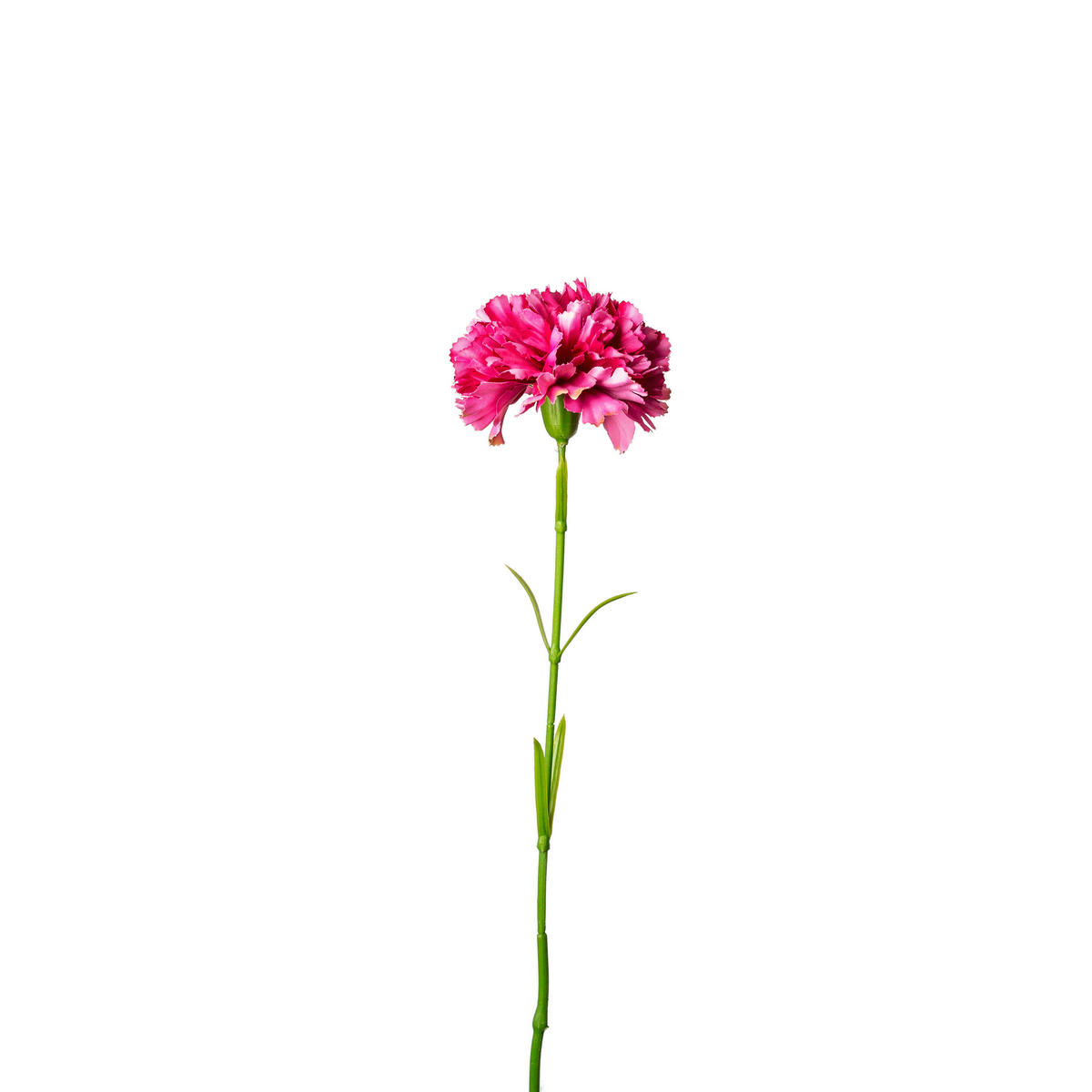 NELKE  - Lila/Grün, Basics, Kunststoff (57cm)