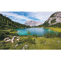 VLIESTAPETE  - Natur (400/250cm) - Komar