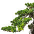 KUNSTPFLANZE Bonsai - Grün, Kunststoff (40/40cm) KUNSTPFLANZE Bonsai - Grün, Kunststoff (40/40cm)