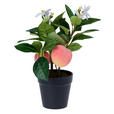 KUNSTPFLANZE Pfirsich 30 cm  - Smaragdgrün/Hellbraun, Trend, Kunststoff/Metall (30cm) - Ambia Home