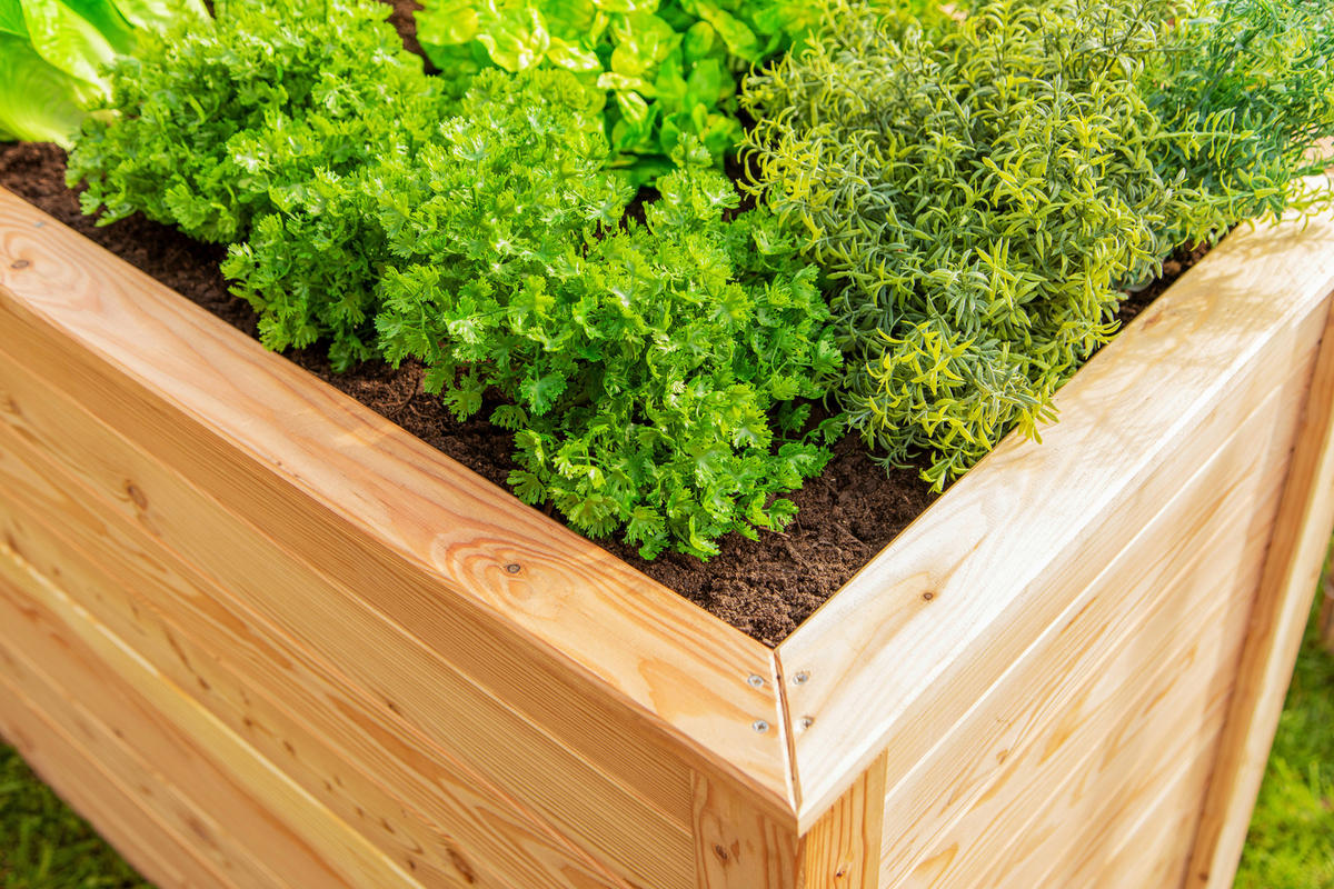 HOCHBEET  - Lärchefarben, Basics, Holz (65/84/130cm) - Ambia Garden