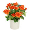 ROSENBUSCH  - Orange, Basics (18/21cm)