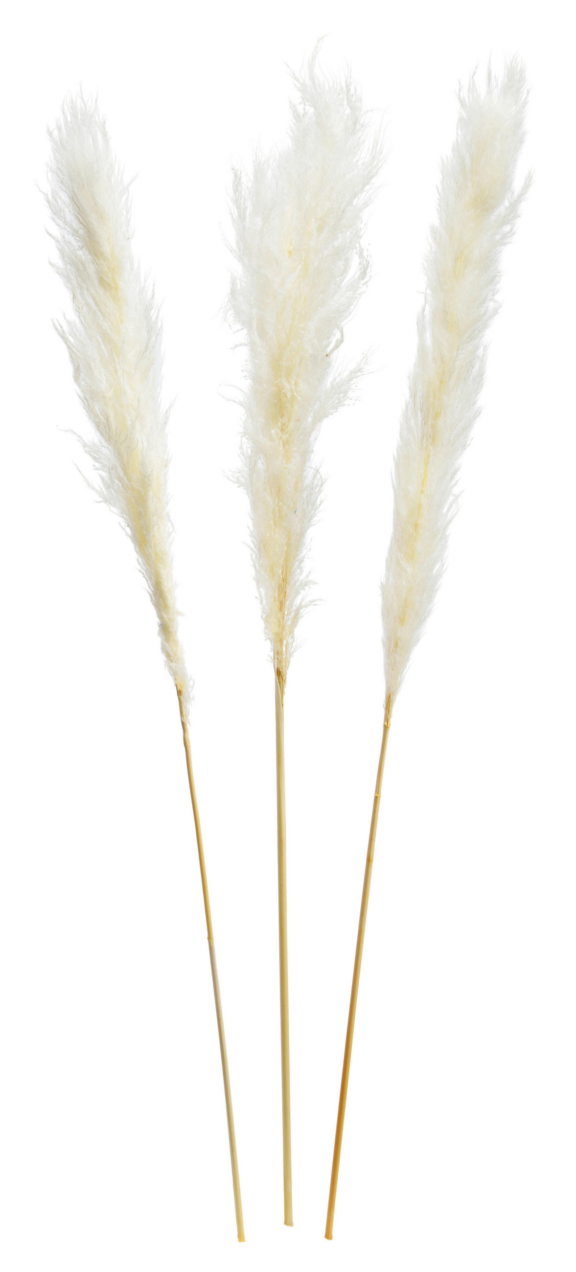TROCKENBLUME - Weiß, Basics, Naturmaterialien (115cm)