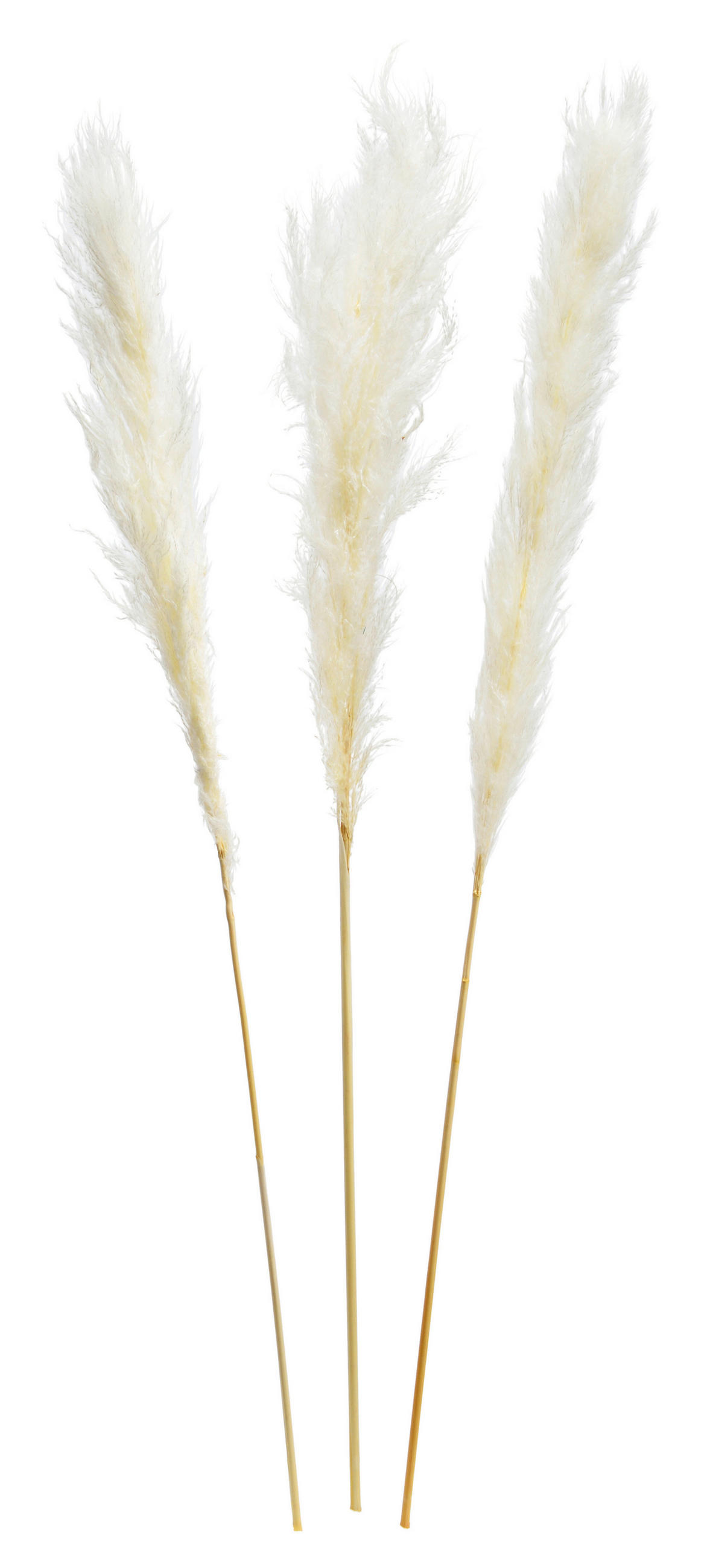 TROCKENBLUME  - Weiß, Basics, Naturmaterialien (115cm)