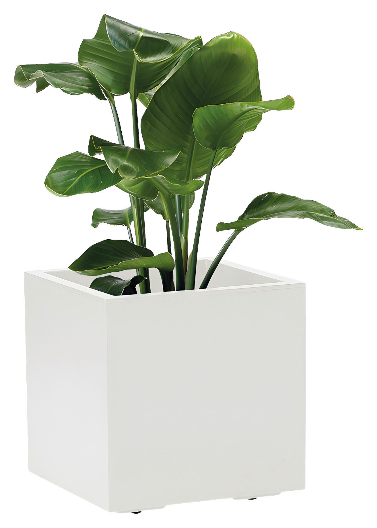 BLUMENKASTEN  - Weiß, Basics, Kunststoff (39,5/39,5/39,5cm)