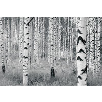 VLIESTAPETE 2,7 m  - Schwarz/Weiß, Basics (400/270cm) - Xora