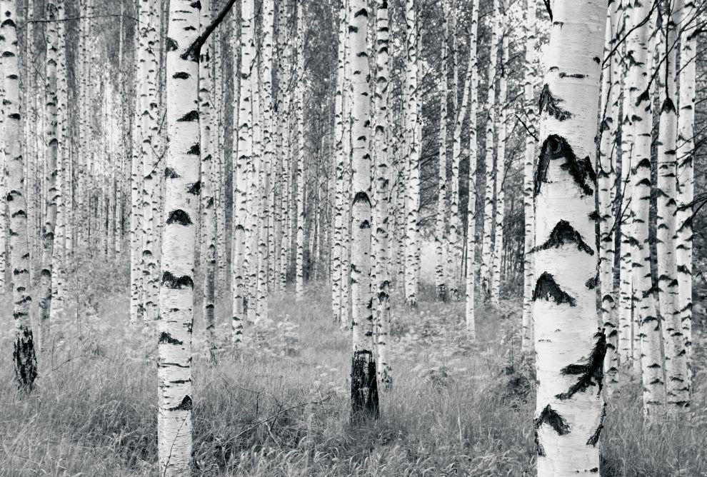 Xora Vliestapete Grau, Schwarz, Weiß 400x270 cm