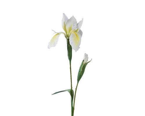 FLOARE DECORATIVĂ - Basics (10/10/78cm)