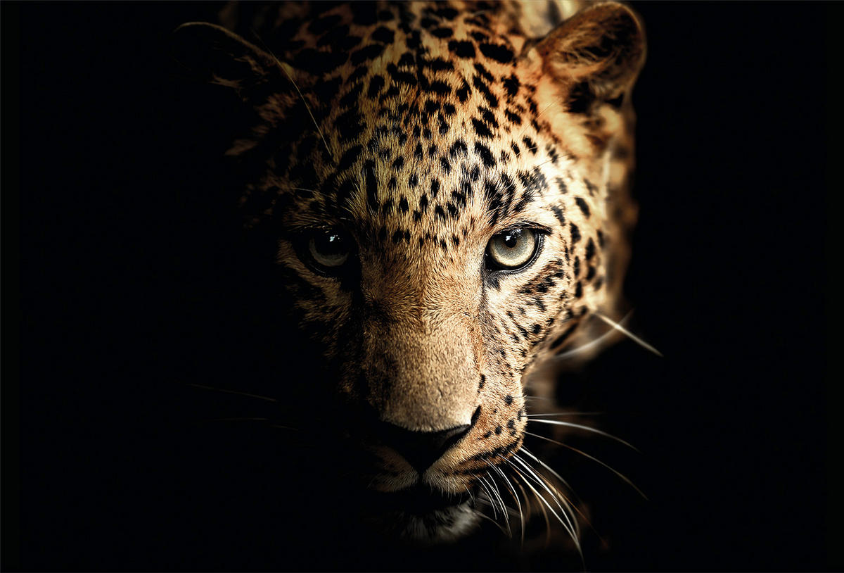 GLASBILD Tiere 120/80 cm  - Beige/Schwarz, Basics, Glas (120/80cm) - Monee